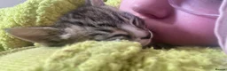 Egyptian Mau cats for sale: 2 beautiful baby boys  - Advert 3