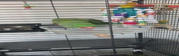 Parakeets birds for sale: Alexandrine parrot Ring neck  - Advert 4
