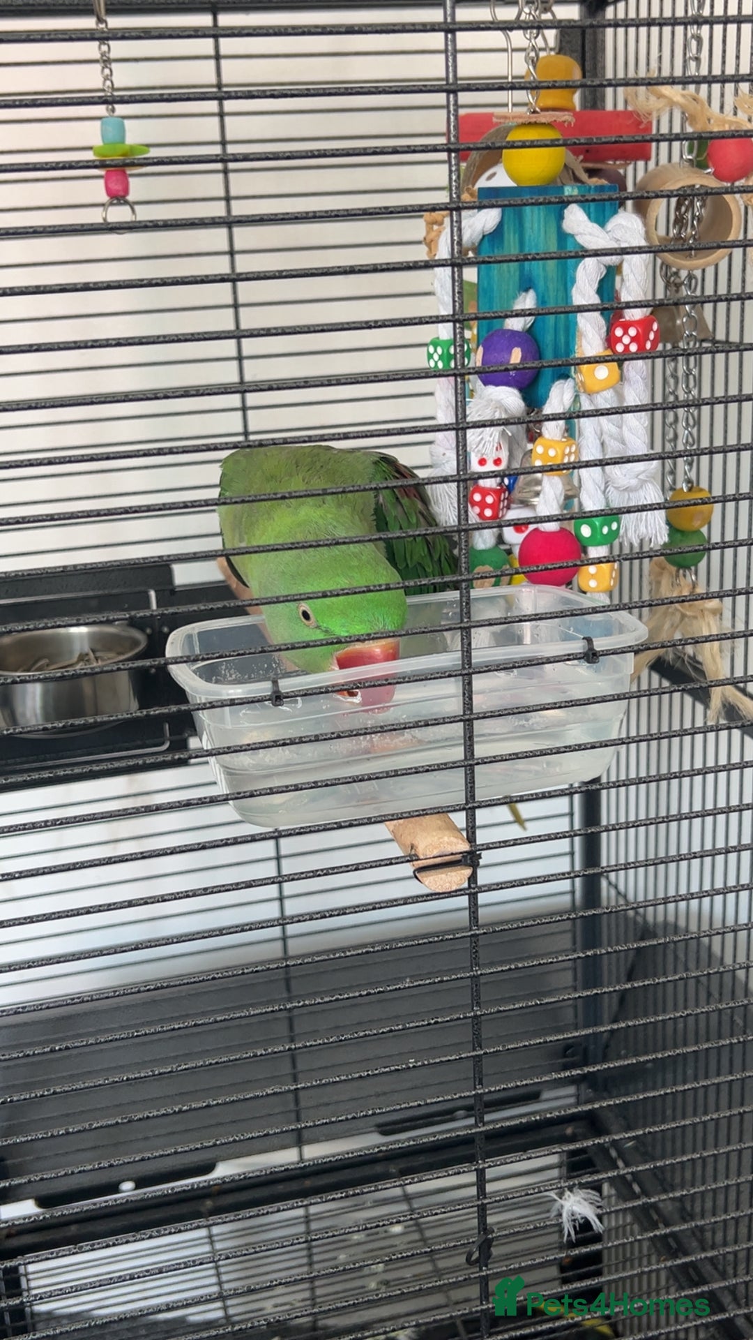 Parakeets birds for sale: Alexandrine parrot Ring neck  - Advert 4