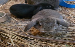 Mixed Breed rabbits for sale: Baby rabbits  - Image 2