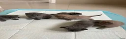 British Shorthair cats for sale: British Shorthair Kittens  in London - Advert 7