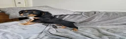 Cocker Spaniel dogs for sale: 3 beautiful cocker spaniel puppies  - Advert 30