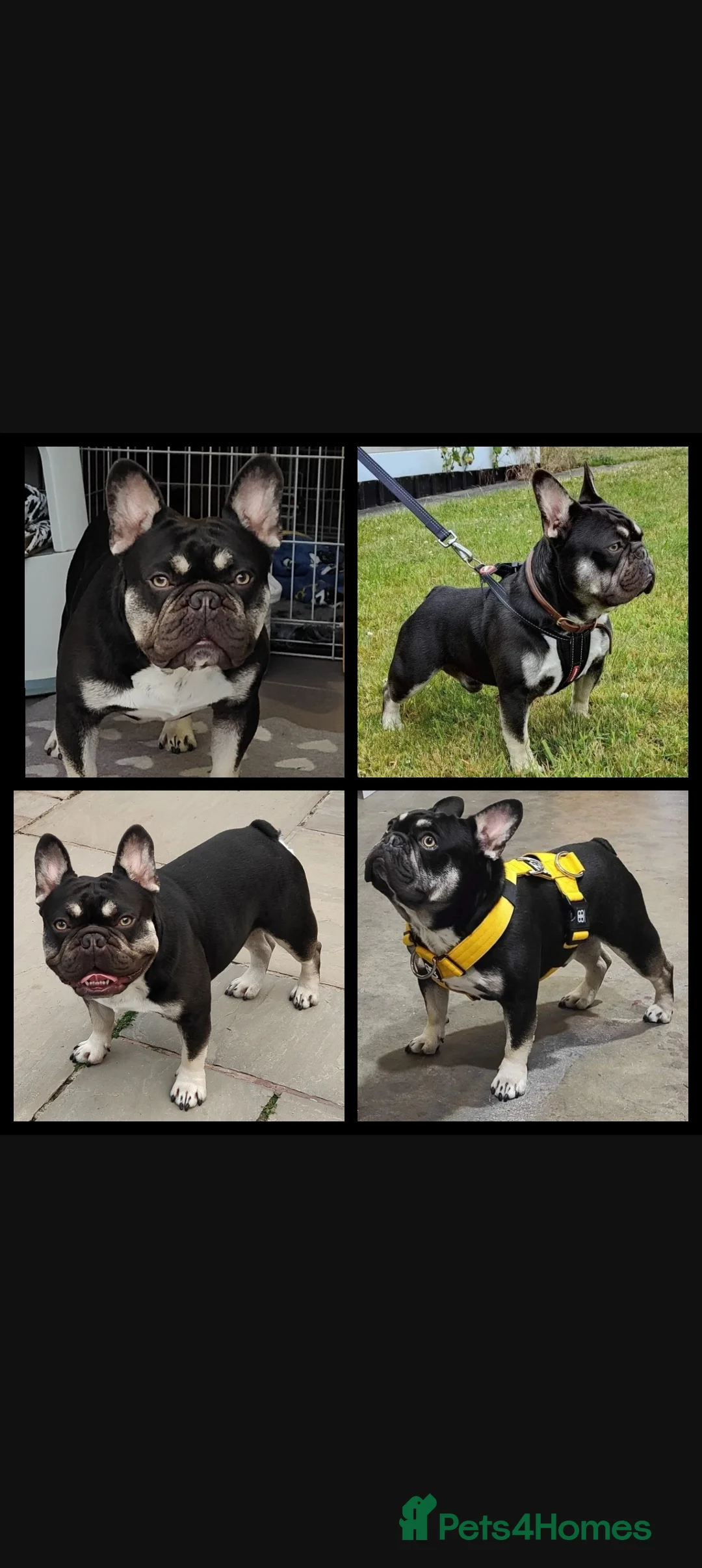 French Bulldog dogs for stud: THE GREAT MAMBA in Stafford - Advert 9