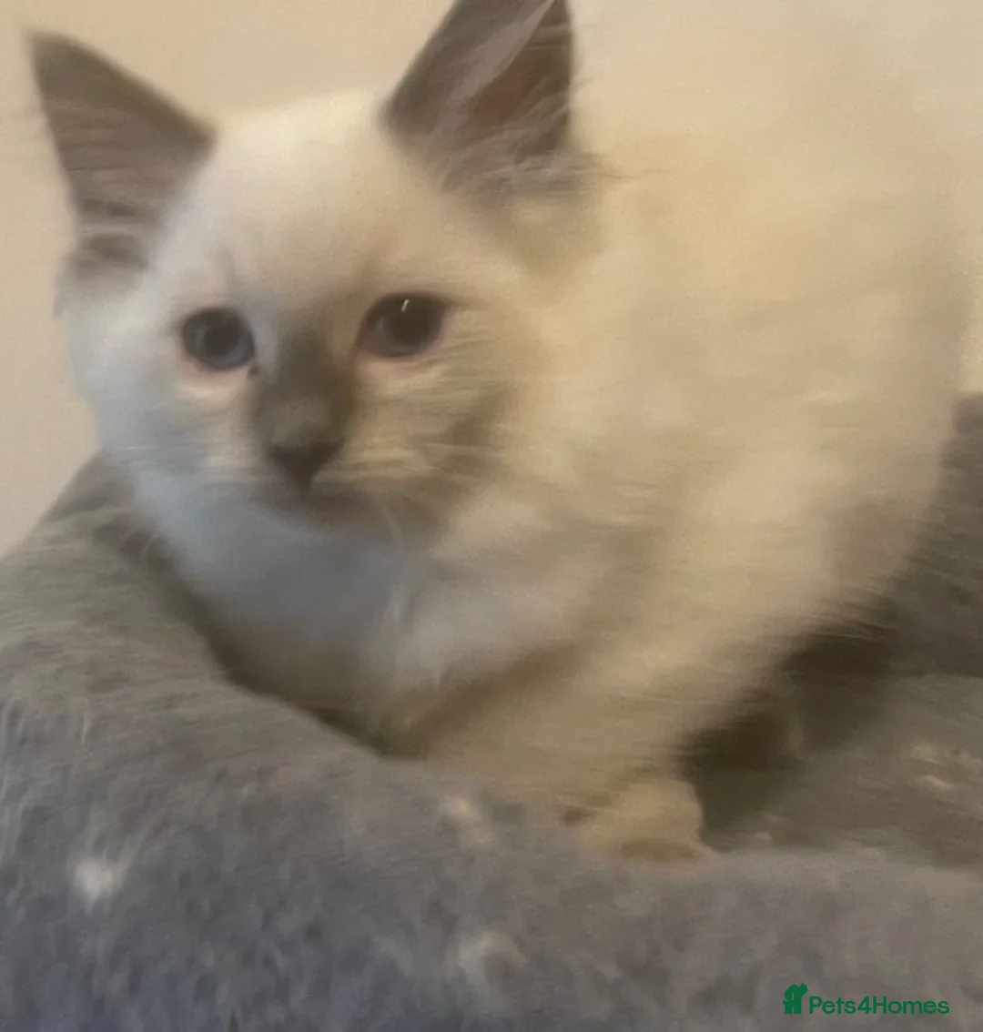 Ragdoll cats for sale: Pretty look ing blue eyes Rag dollys - Advert 3