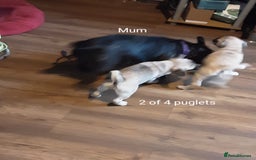 Pug dogs for sale: 4 beautiful Pug puppies for sale. - Image 19