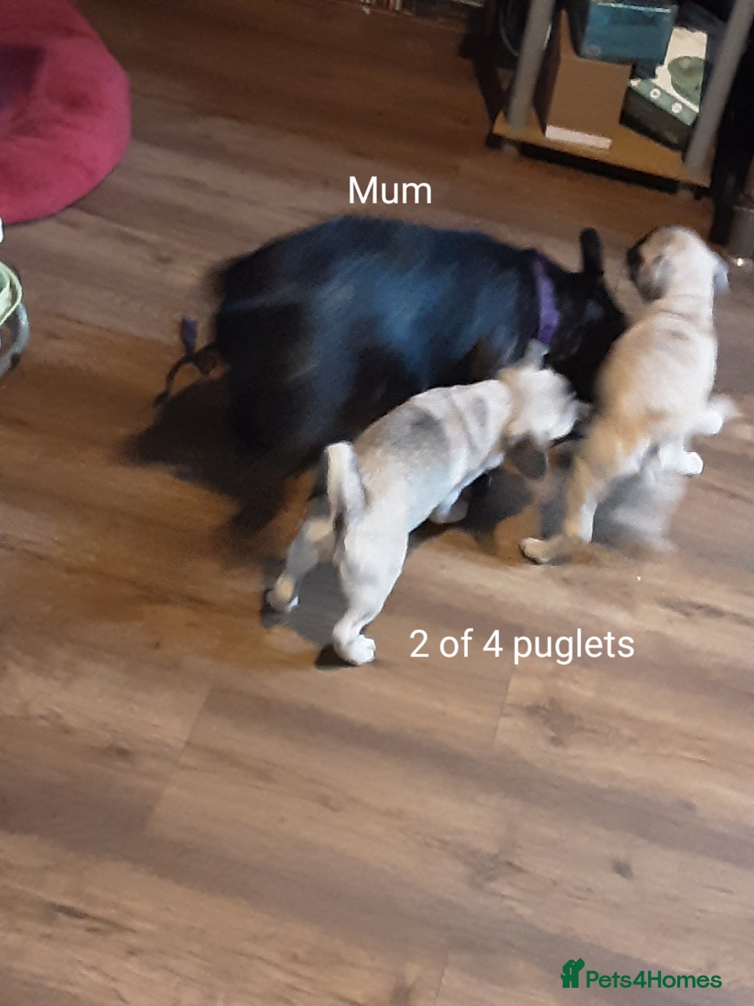 Pug dogs for sale: 4 beautiful Pug puppies for sale. - Image 19
