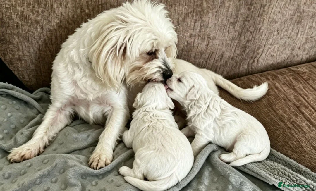Maltipoo dogs for sale: Quality F1 Maltipoo puppy ready! - Advert 4