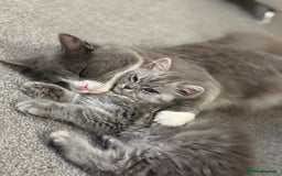 Siberian cats for sale: male and female - Image 1