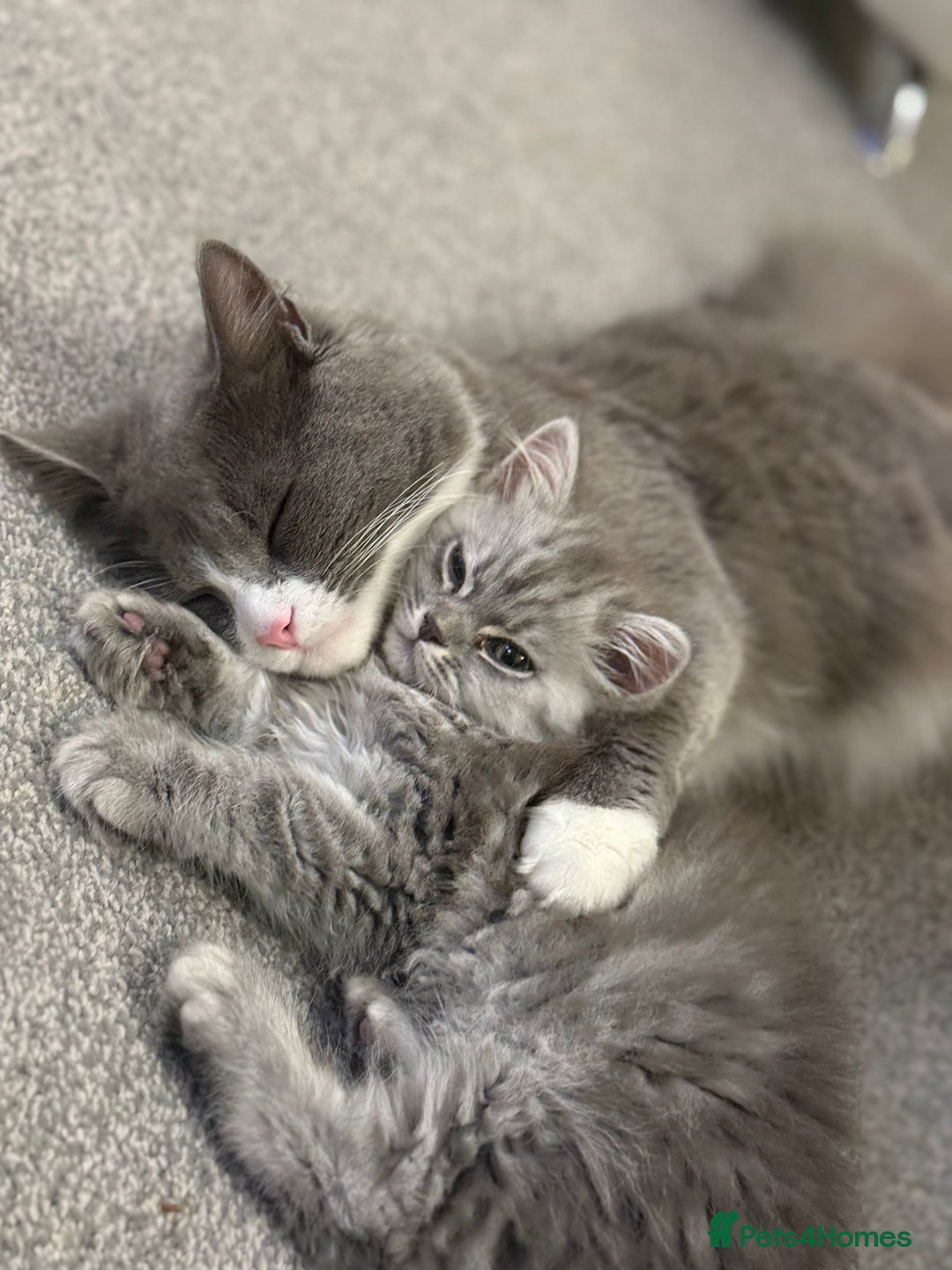 Siberian cats for sale: male and female - Image 1