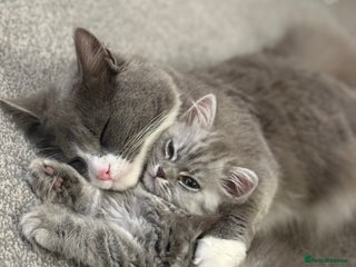 Siberian cats for sale - Advert 1