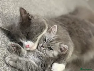 Siberian cats male and female - Advert 10