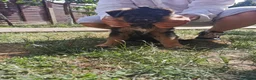 German Shepherd dogs for sale: Last Female Available Due To Cancellation KC Reg - Advert 5