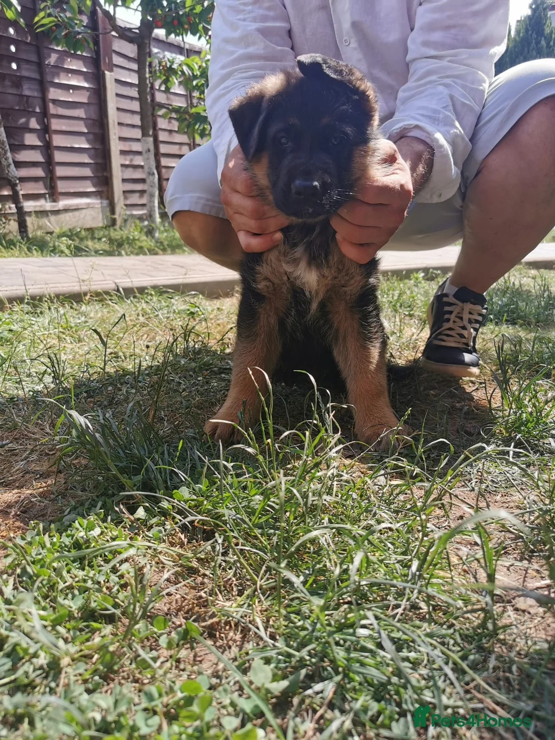German Shepherd dogs for sale: Last Female Available Due To Cancellation KC Reg - Advert 2