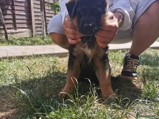 German Shepherd dogs Exceptional German Shepherd Puppies - Advert 5