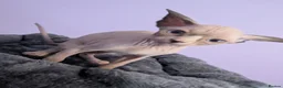 Sphynx cats for sale: ***TICA ACTIVE*** - PURE BREAD SPHYNX - AVAILABLE - Advert 27