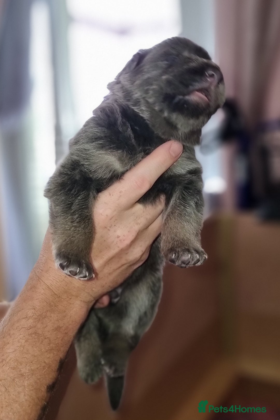 German Shepherd dogs for sale:  kc,health tested straight back german shepherd - Image 16