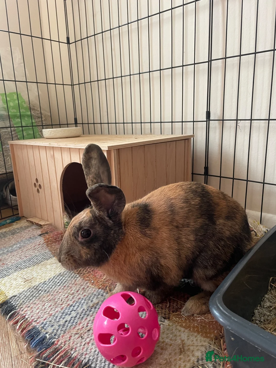 Mixed Breed rabbits for sale: Gorgeous male rabbit in Upminster - Advert 2
