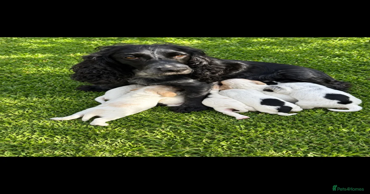 Lemon and white Cocker Spaniel Puppies for sale | Pets4Homes