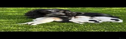 Cocker Spaniel dogs for sale: Show type 🐾 cocker spaniel puppy’s  - Advert 1