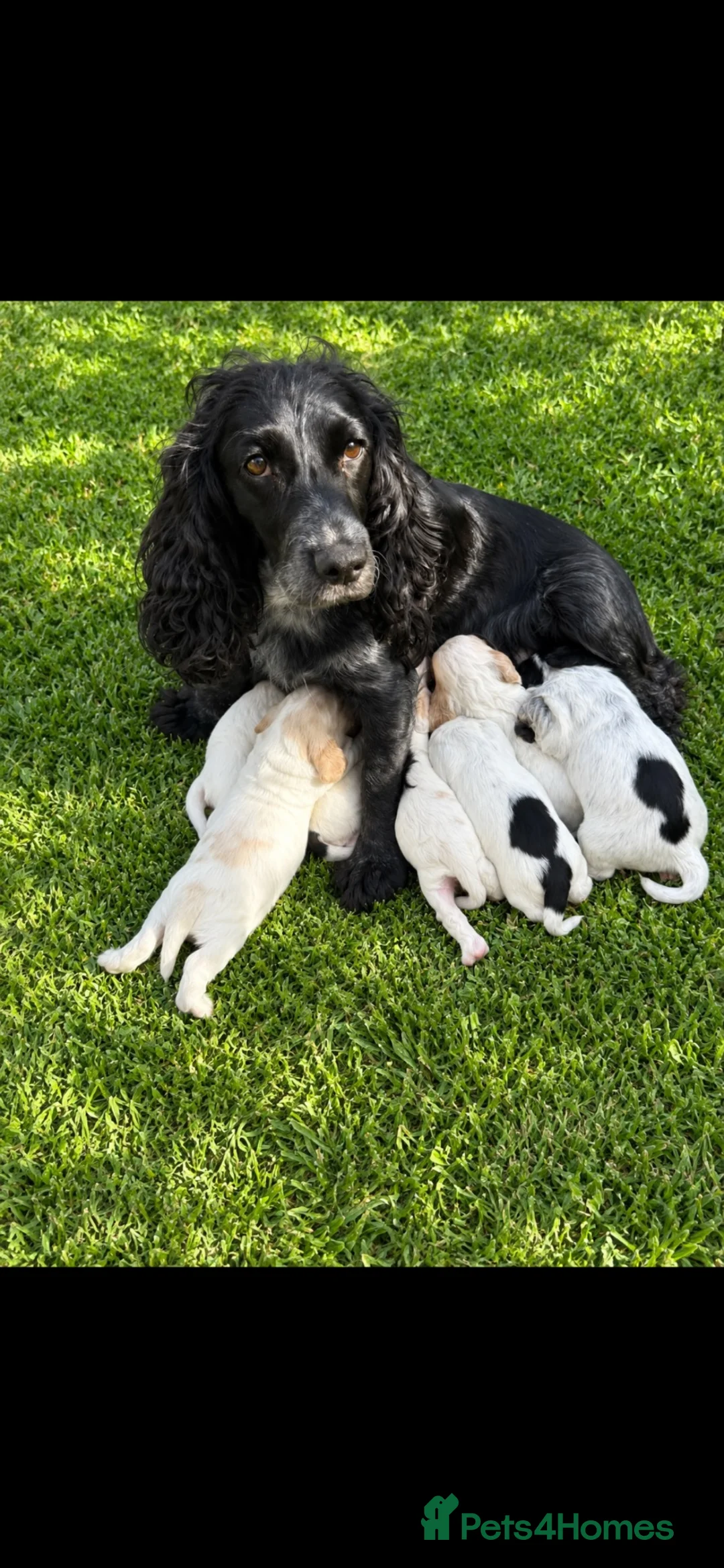 Cocker Spaniel dogs for sale: Show type 🐾 cocker spaniel puppy’s  - Advert 1