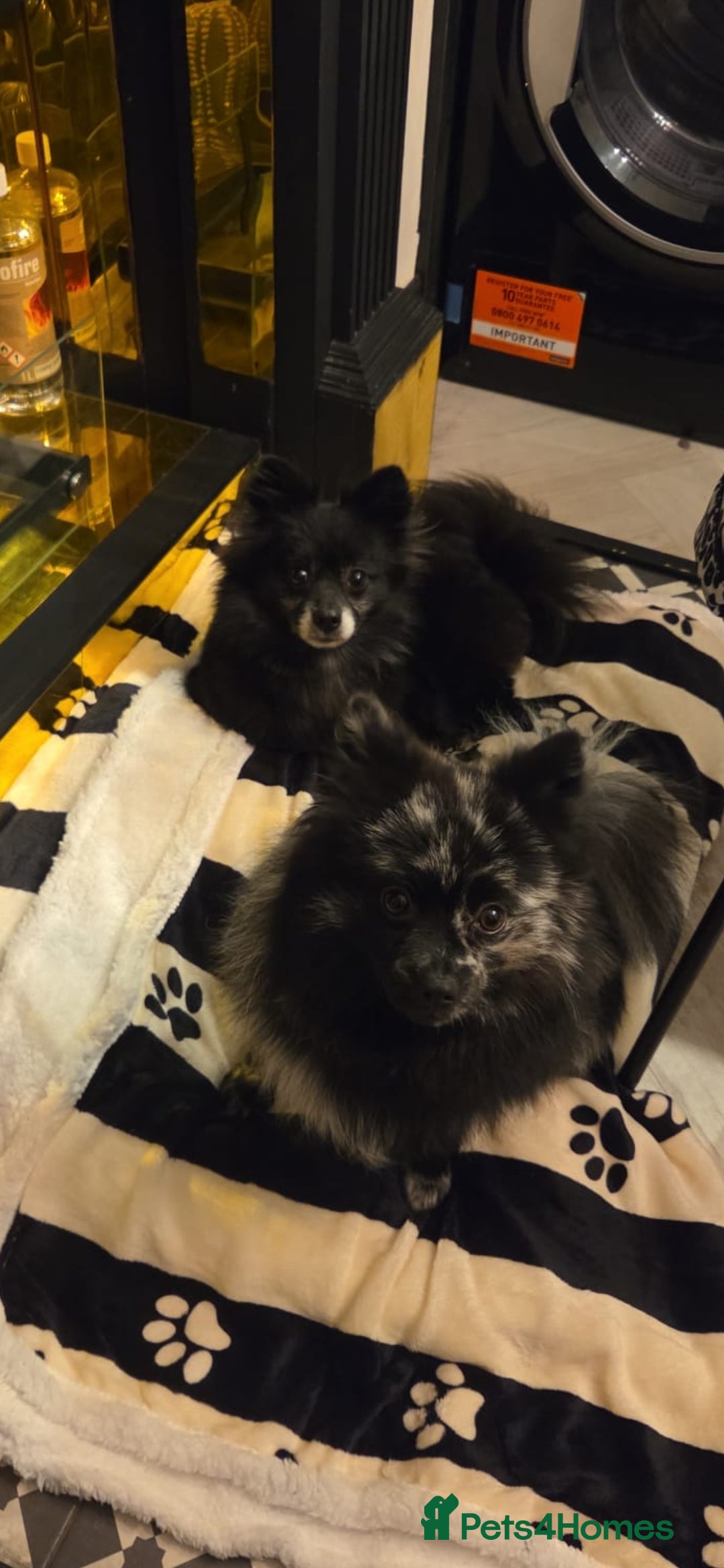 Pomeranian dogs for sale: One time only purebreed pom pups (blue merle gene) - Advert 2