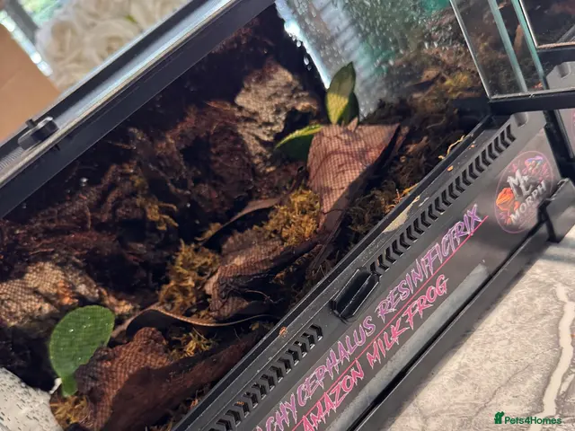 Frog reptiles for sale: Amazon Milkfrogs - Advert 2