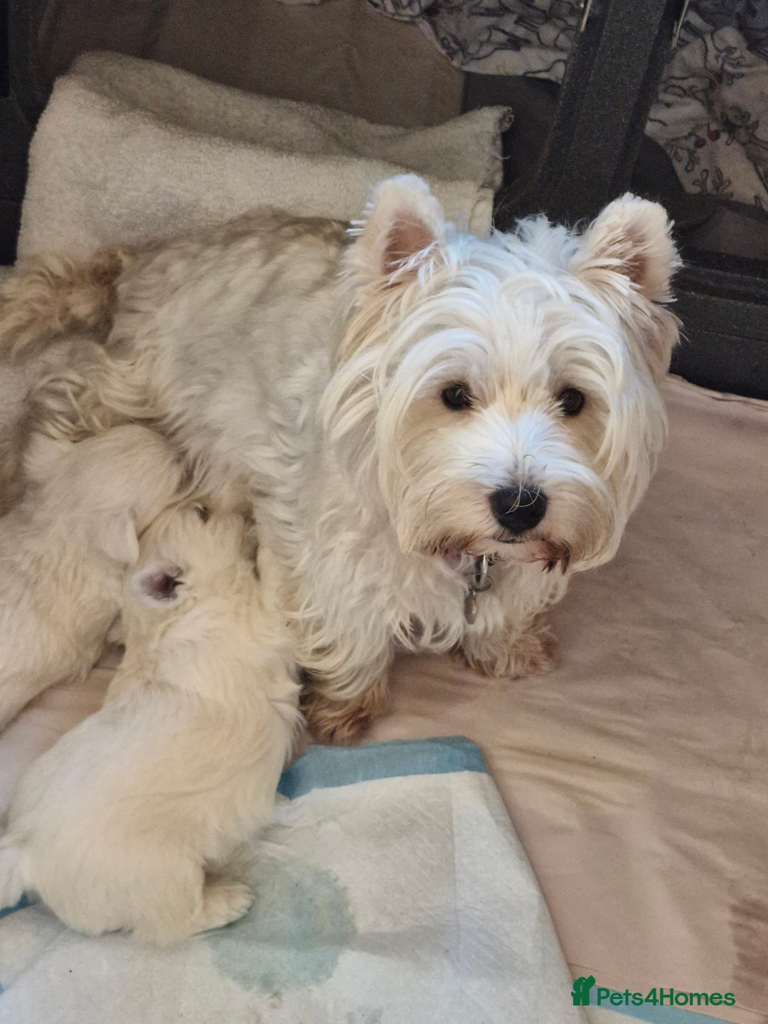West Highland Terrier dogs for sale: WEST HIGHLAND TERRIER, BITCH PUPPIES X TWO. - Advert 2