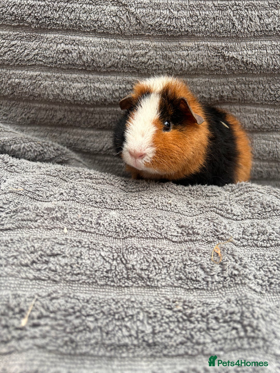 Guinea Pig rodents for sale: Lovely Boys  - Advert 7