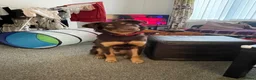 Australian Kelpie dogs for stud: Up for stud!  in Southport - Advert 2