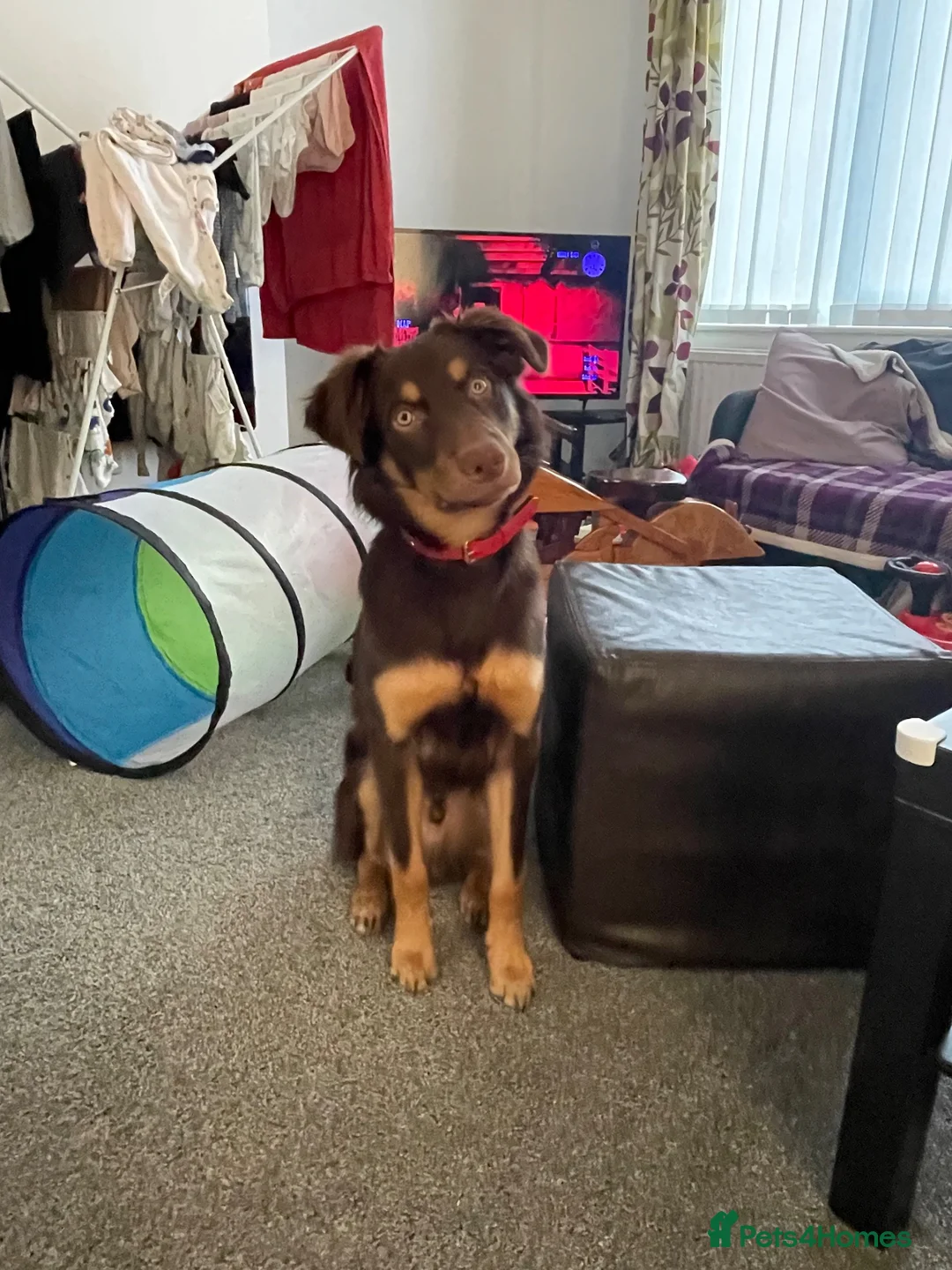 Australian Kelpie dogs for stud: Up for stud!  in Southport - Advert 2