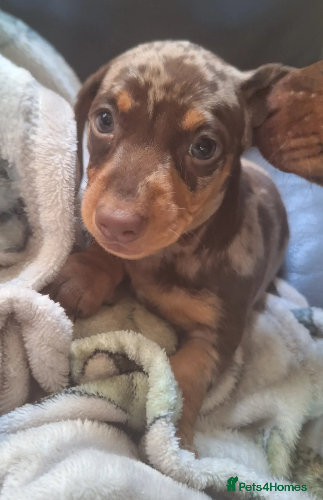 Miniature Dachshund dogs for sale: 5 gorgeous miniature dachshunds! - Advert 12