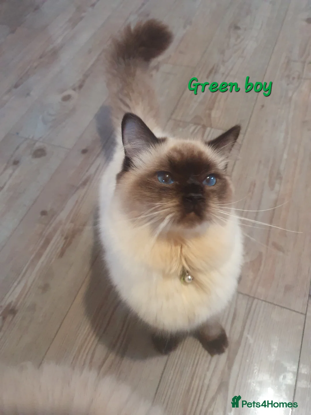 Ragdoll cats for sale: Sweet&Playful ragdolls - Advert 8