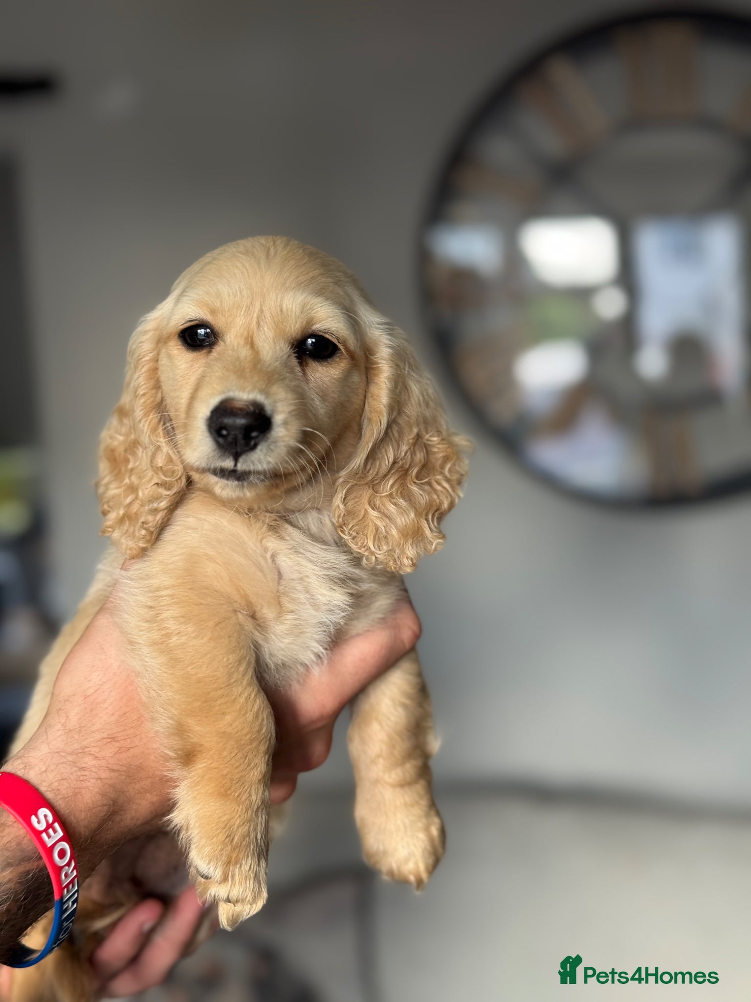 Miniature Dachshund dogs for sale: Cream long haired dachshund   - Advert 14