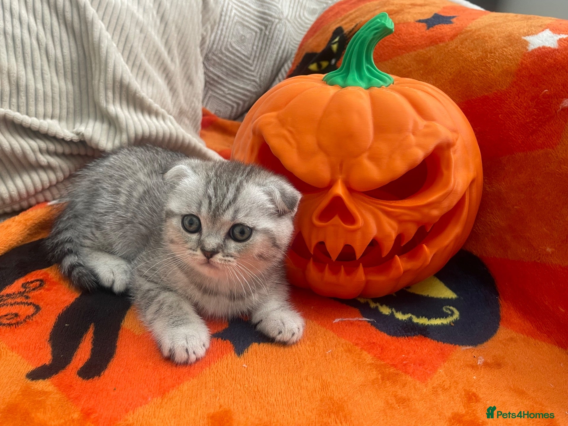 Scottish Fold cats 2 kittens left available  - Advert 14