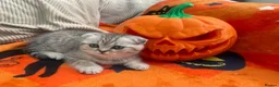 Scottish Fold cats for sale: 2 kittens ready now! ❤️ price reduced❤️ - Advert 1