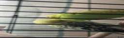Budgerigars birds for sale: 2 budgies - Advert 2