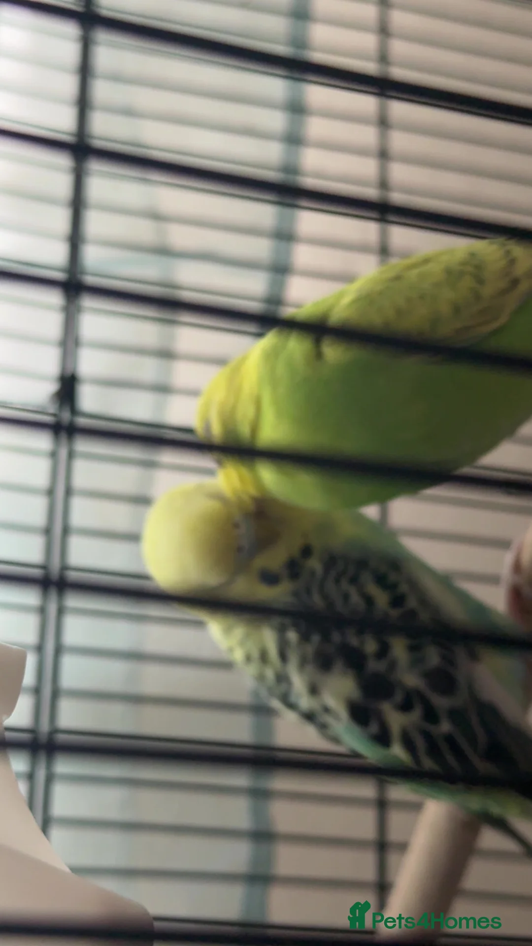 Budgerigars birds for sale: 2 budgies - Advert 2