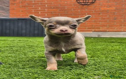 Chihuahua dogs for sale: Chihuahua female puppies  - Image 14