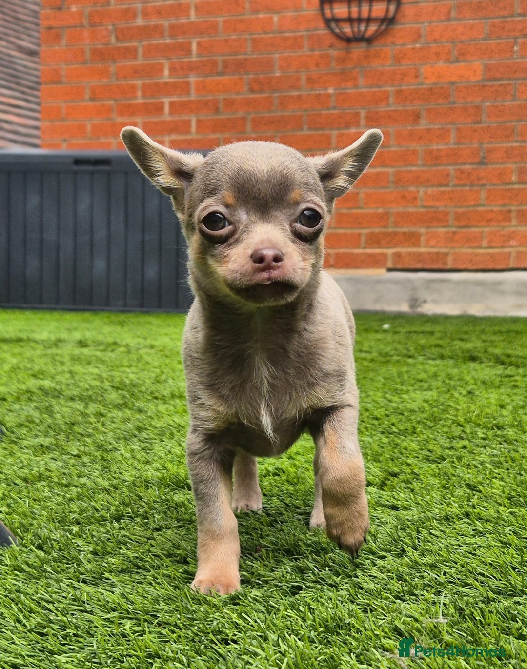 Chihuahua dogs for sale: Chihuahua female puppies  - Image 14