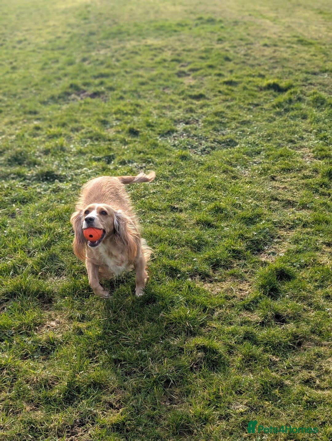 Cocker Spaniel dogs for sale: Working cocker pups - Advert 4