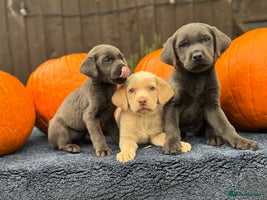 Labrador Retriever dogs - Advert 16