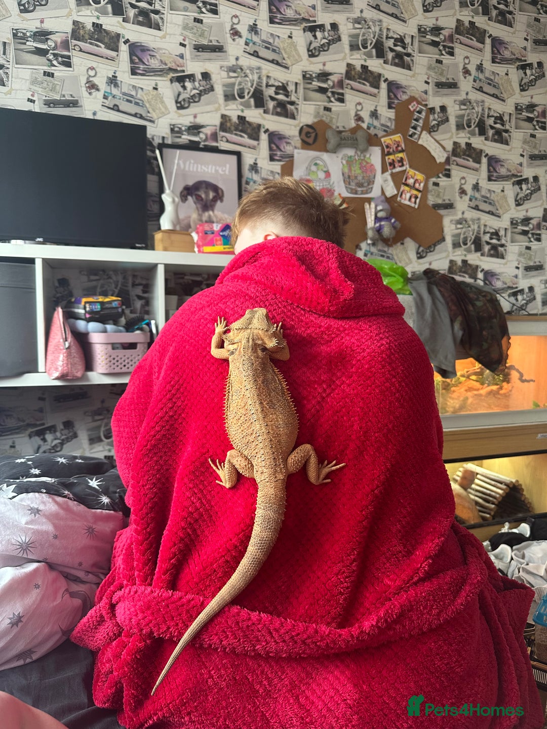 Bearded Dragon reptiles for sale: Bearded dragon plus set up  - Image 4