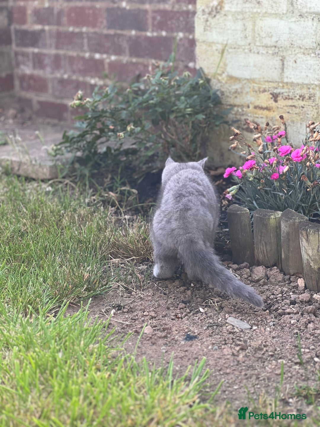 British Shorthair cats for sale: British shorthair  - Image 10