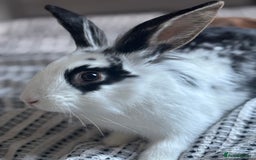 Lionhead rabbits for sale: 2 rabbits 10 months old  - Image 6