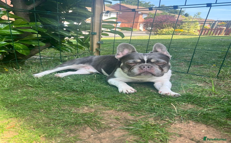 French Bulldog dogs - Advert 1