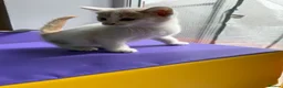 Mixed Breed cats for sale: 4 STUNNING KITTENS READY FOR A LOVING HOME - Advert 6
