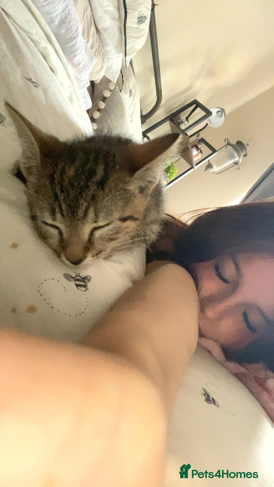 Bengal cats for sale: Beautiful baby bengal girl  - Advert 17