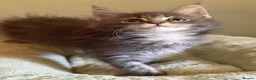 Maine Coon cats for sale: TICA girl READY NOW  - Advert 18
