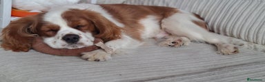 Cavalier King Charles Spaniel Puppy 1