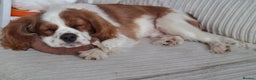 Cavalier King Charles Spaniel dogs for sale: Mr Den - Advert 2